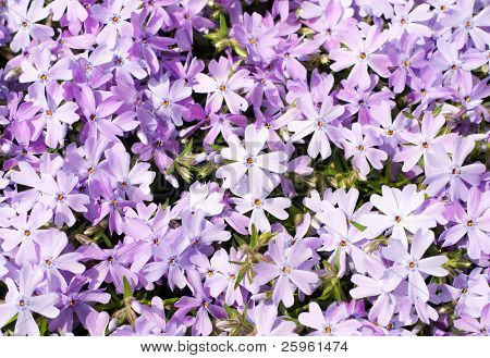 Krybende floks, Phlox subulata Emerald blå, i fuldt flor i det tidlige forår