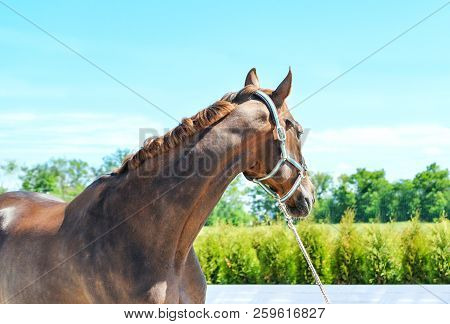 Beautiful Horse, Blue Sky And Green Trees As A Background. Brown Horse Closeup Portrait, Equestrian 