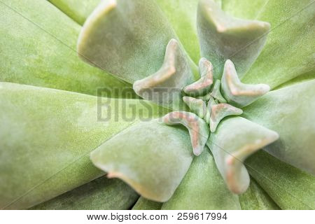 Succulent Plant Close-up Fresh Leaves Detail Of Echeveria Topsy Turvy