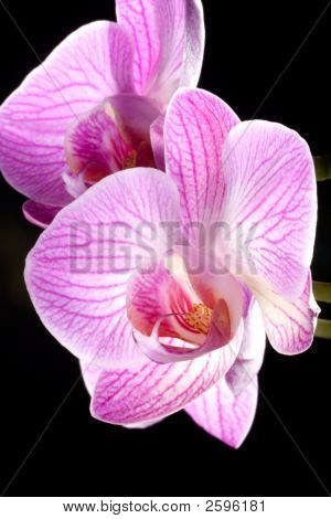 Orchidee blüht auf schwarz (Phalaenopsis Sp)