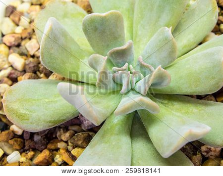 Succulent Plant Close-up Fresh Leaves Detail Of Echeveria Topsy Turvy