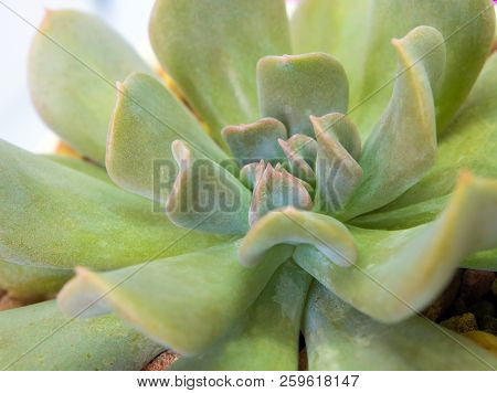 Succulent Plant Close-up Fresh Leaves Detail Of Echeveria Topsy Turvy