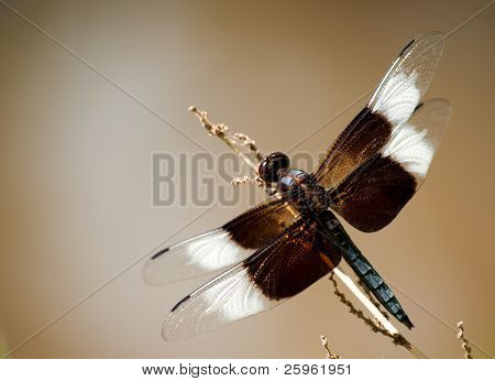 Nærbillede billede af en enke skimmer Dragonfly i sit naturlige miljø