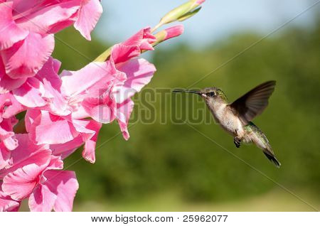 Hummingbird hovering neben einer Blume Gladiole