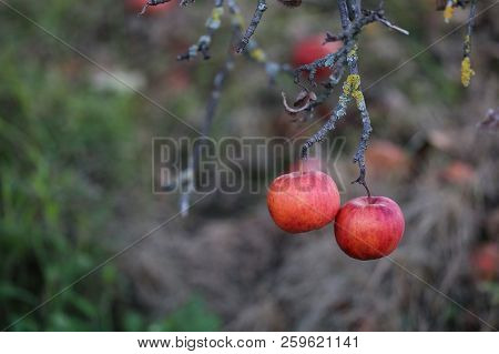Russian Apples-in Russia Are Very Common Fruits Such As Apples. They Grow Virtually All Over The Cou