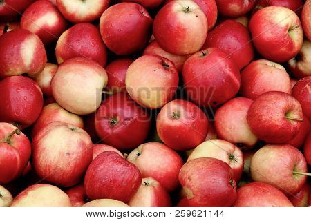 Russian Apples-in Russia Are Very Common Fruits Such As Apples. They Grow Virtually All Over The Cou