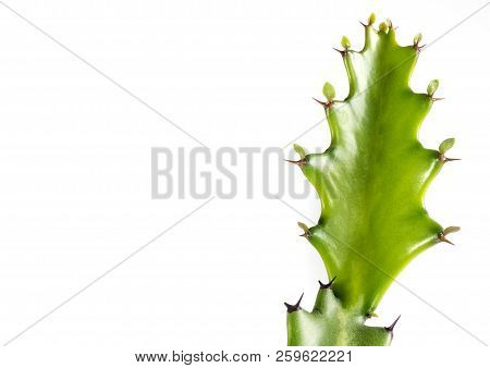 Freshness Bud Of Dragon Bone Cactus On White Background