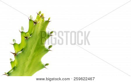 Freshness Bud Of Dragon Bone Cactus On White Background