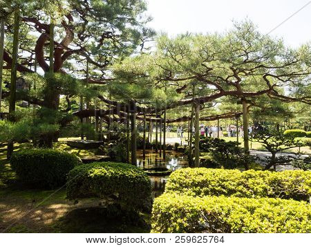 Kanazawa, Japan - September 28, 2015: Big Pine Tree With Branch Support In Kenroku-en Garden