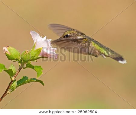 Hummingbird fodring på en blomst, med vinger forlænget ud