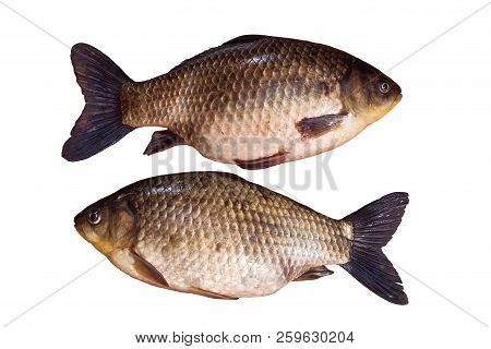 Two  Whole Unpeeled Fish Crucian Carp Isolated On White Background. Fresh Fish With Scales. Freshwat