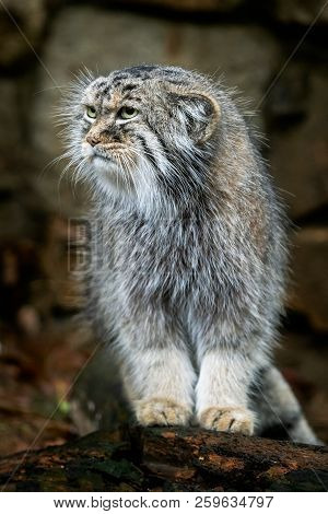 Manul Or Pallas's Cat, Otocolobus Manul, Cute Wild Cat From Asia.