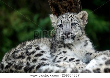 Snow Leopard Cub (panthera Uncia). Young Snow Leopard.