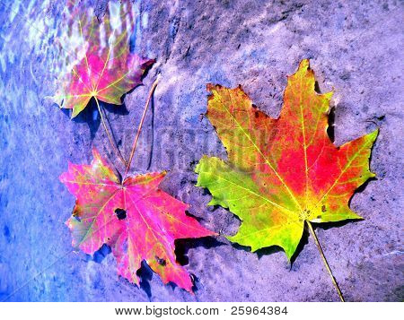 Autunno foglie galleggianti in acqua. Un litle bit abstract
