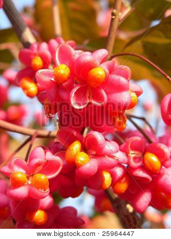 興味深い秋の花