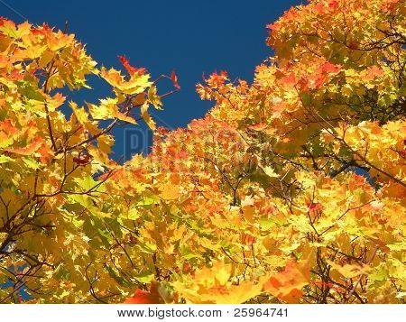 Árbol de golourful en otoño
