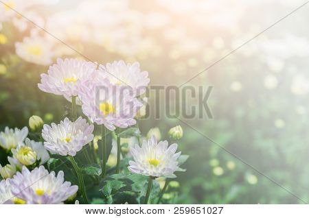Light Pink Chrysanthemum Flower With Yellow On Center