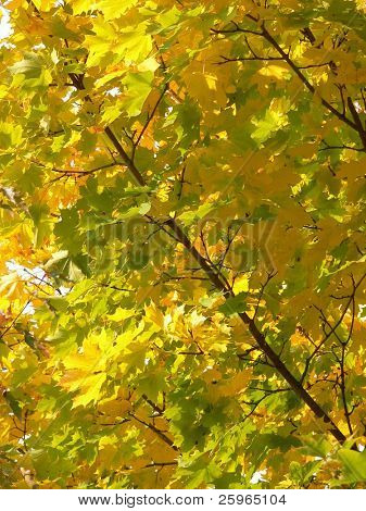 Hoja de otoño
