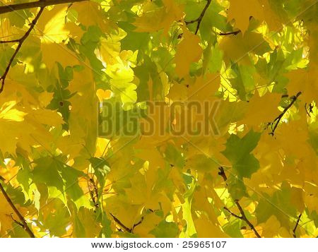 Colores del otoño