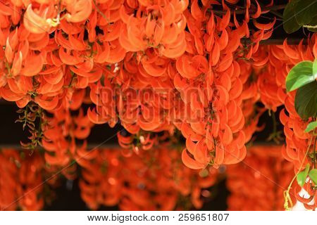 Beautiful New Guinea Creeper Or Red Lade Vine Blossoming