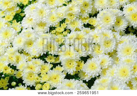 White Chrysanthemum Flower With Yellow Center On Top View