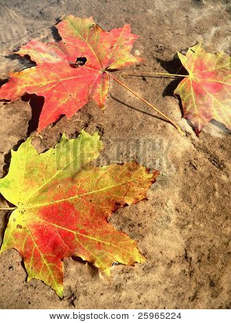 Autunno foglie galleggianti in acqua. Un litle bit abstract