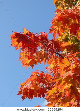 Naranja deja en cielo azul