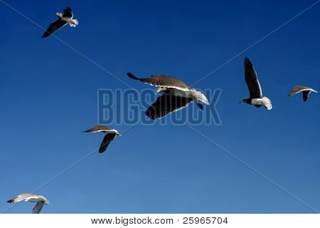 Seagulls fly. Focus on central seagull.