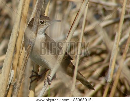 Savis Warbler In The Reed Of Waverhoek (close To Amsterdam)
