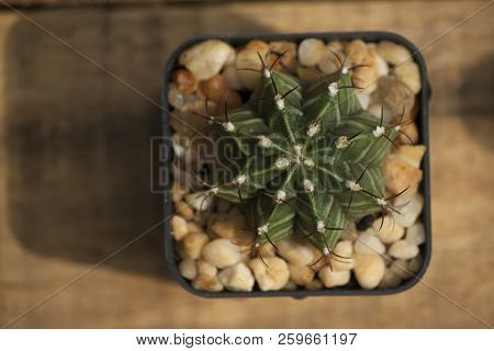 Top View Of Young Cactus Echinopsis Calochlora In The Pot Lay On A Wooden Floor.