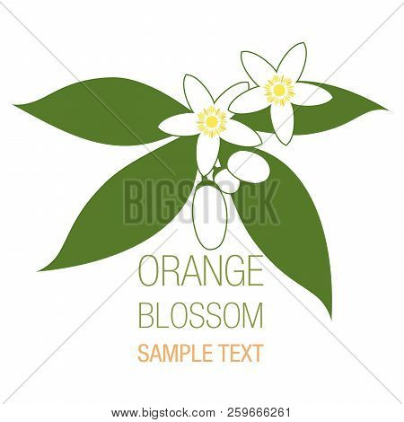 Orange Blossom Flowers With Buds And Leaves Isolated On White Background