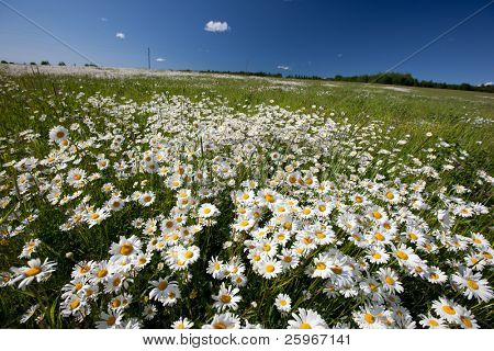 Hayfield s sedmikrásky, krásné přírodě Lotyšska