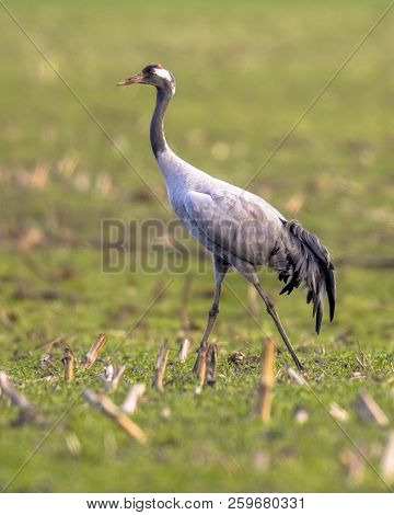 Eurasian Crane (grus Grus) In Green Grass Field And Looking In Camera