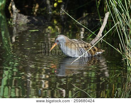 Water Rail (rallus Aquaticus) As Seen In Autumn