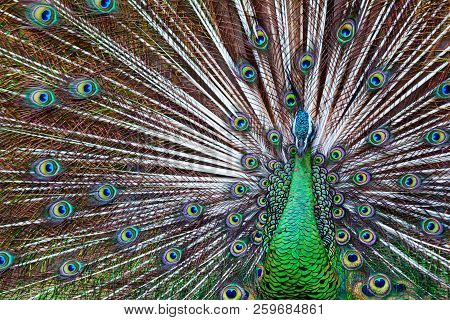 Portrait Of Wild Male Peacock With Fanned Colorful Train. Green Asiatic Peafowl Display Tail With Bl