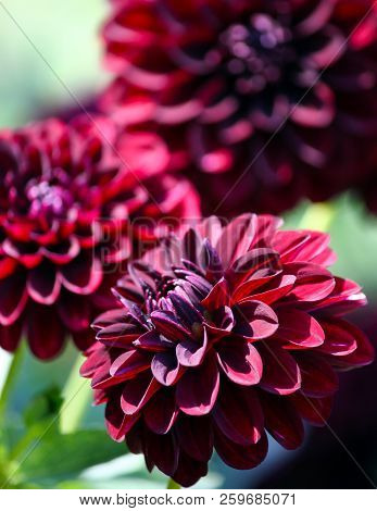 Variety  Of Chrysanthemum Fidalgo Blacky Asteraceae Plant, Three Large Dark Purple Flower With Pinki