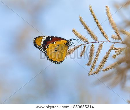 Plain Tiger Or African Monarch Butterfly (danaus Chrysippus) On Flowers Of Tamarisk Tree (tamarix Sm
