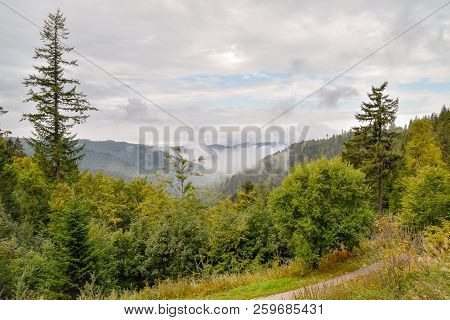 Beautiful Black Forest In Germany Baden Wuerttemberg