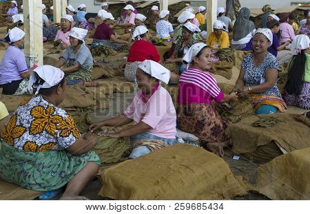 Kalibary , Java Indonesie -18 Augustus ,2018:women Are At Work In A Tobacco Factory Where The Tobacc