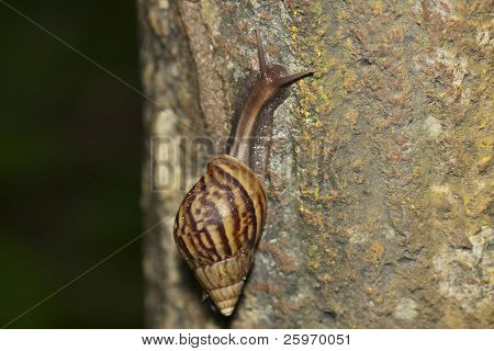 Escargot sur un tronc d'arbre