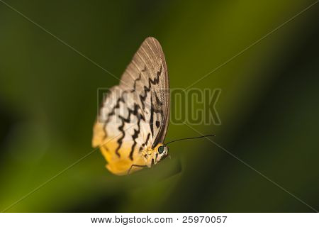 Papillon assis sur une feuille