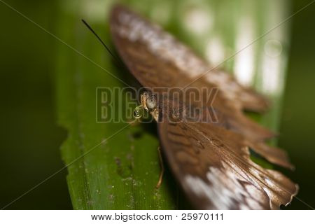 Papillon buvant la goutte d'eau