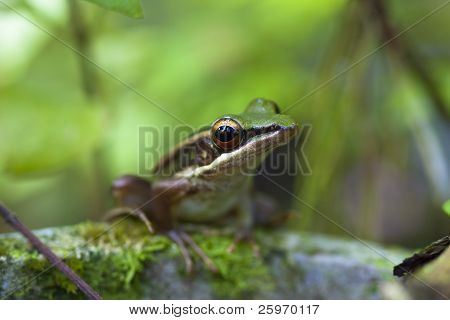 Grenouille Pond asiatiques assis sur un Pot de plante