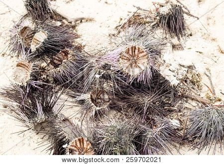 Tropical Sea Urchin Echinoidea Spiny Sharp Long Needles Dry Open Shell Caress Group Aquatic Animal D