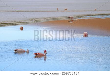 Many Pink Flamingos Feeding In Laguna Hedionda, The Saline Lake In Andean Altiplano, Potosi Departme