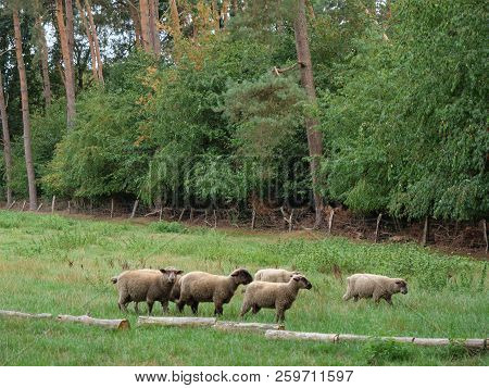 summer time in a forest in germany