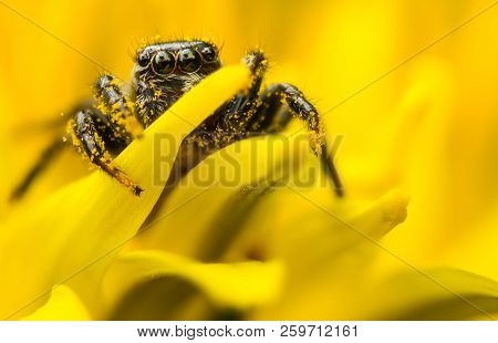 Evarcha Arcuata Jumping Spider On Yellow Flower With Lot Of Pollen Close Up