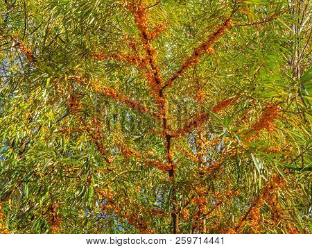 Sea Buckthorn On The Branches Among Green Leaves, Hippophae, Rhamnoides