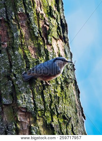 Eurasian Nuthatch, Wood Nuthatch (sitta Europaea) Sitting On Tree Trunk, Close Up