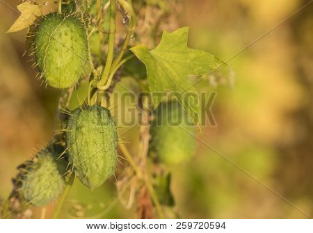 Melano-antilles Cucumbers,photographed In The Early Autumn In The Forest